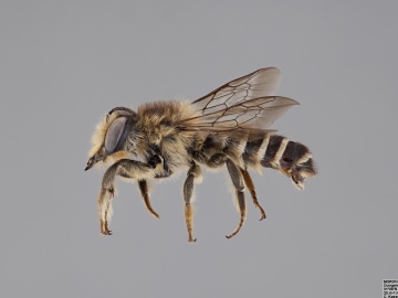 [Megachile ericetorum male thumbnail]